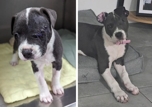 Millie, before and after.